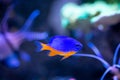 Azure Damselfish Chrysiptera hemicyanea on a reef tank with blurred background Royalty Free Stock Photo