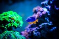 Azure Damselfish Chrysiptera hemicyanea swimming on a reef tank with blurred background