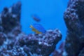 Azure Damselfish, Chrysiptera hemicyanea, swimming on a reef tank with blurred background. download image Royalty Free Stock Photo
