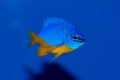 Azure Damselfish Royalty Free Stock Photo