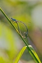 Azure Damselflies - Coenagrion puella mating.