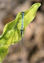 Azure Damselfly Royalty Free Stock Photo