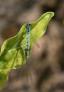 Azure Damselfly 2 Royalty Free Stock Photo