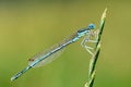 Azure damselfly Royalty Free Stock Photo