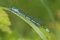 Azure Damselfly - Coenagrion puella Royalty Free Stock Photo