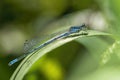 Azure Damselfly, Coenagrion puella Royalty Free Stock Photo