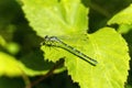 Azure Damselfly, Coenagrion puella Royalty Free Stock Photo