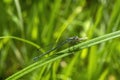 Azure Damselfly, Coenagrion puella Royalty Free Stock Photo