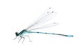 Azure damselfly Royalty Free Stock Photo