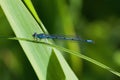Azure Damselfly eating its prey. Royalty Free Stock Photo