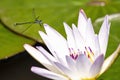 Azure damselfly resting on a white water lily Royalty Free Stock Photo