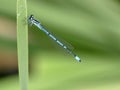 Azure Damselfly sitting on grass Royalty Free Stock Photo