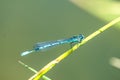 Azure Damselfly sitting on grass Royalty Free Stock Photo