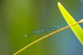 Azure Damselfly sitting Royalty Free Stock Photo