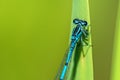 Azure Damselfly sitting on grass Royalty Free Stock Photo