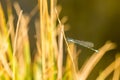 Azure Damselfly sitting on grass near a pond Royalty Free Stock Photo