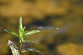 Azure Azure Damselfly sitting on a plant Royalty Free Stock Photo