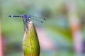 Azure damselfy posing on a white water lily bud