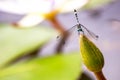 Azure damselfy resting on a bud Royalty Free Stock Photo