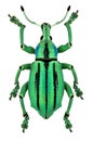 Azure exotic weevil (Eupholus cuvieri)