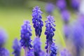 azure grape hyacinth in full bloom Royalty Free Stock Photo