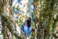 Azure Jay or Gralha Azul bird in Itaimbezinho Canyon at Aparados da Serra National Park - Cambara do Sul, Rio Grande do Sul, Brazi