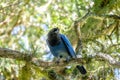 Azure Jay or Gralha Azul bird in Itaimbezinho Canyon at Aparados da Serra National Park - Cambara do Sul, Rio Grande do Sul, Brazi