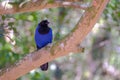 Azure Jay, Gralha Azul or Blue Jackdaw bird, Cyanocorax Caeruleus, Parque Estadual Rio Vermelho, Florianopolis, Brazil