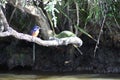 Azure Kingfisher Royalty Free Stock Photo