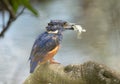 Azure Kingfisher (Alcedo azurea) perched with a fish Royalty Free Stock Photo