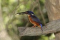 Azure Kingfisher