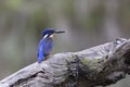 Azure Kingfisher