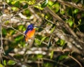 Azure Kingfisher Royalty Free Stock Photo