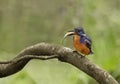 azure kingfisher (Ceyx azureus) with a fish in Queensland, Australia. Royalty Free Stock Photo