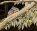 Azure Kingfisher Ceyx azureus perched.