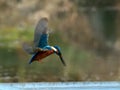 Azure kingfisher in flight Royalty Free Stock Photo