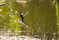 Azure Kingfisher Royalty Free Stock Photo