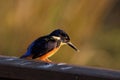 An azure kingfisher ready to pounce Royalty Free Stock Photo