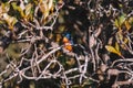 Azure Kingfishers perched on a tree branch watching over the lagoon Royalty Free Stock Photo