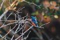 Azure Kingfishers perched on a tree branch watching over the lagoon Royalty Free Stock Photo