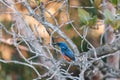 Azure Kingfishers perched on a tree branch watching over the lagoon Royalty Free Stock Photo