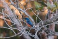 Azure Kingfishers perched on a tree branch watching over the lagoon Royalty Free Stock Photo