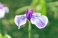 Azure lillies in close up style, soft focus