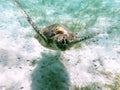 Azure Odyssey: Sea Turtle\'s Tranquil Swim in the Gulf of Mexico Royalty Free Stock Photo