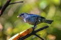 Azure-shouldered tanager, Folha Seca, Brazil