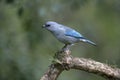 Azure-shouldered tanager, Thraupis cyanoptera Royalty Free Stock Photo