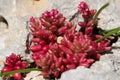 Azure Stonecrop red shrub, Sedum caeruleum growing in a very small patch of soil in a crack. Royalty Free Stock Photo