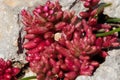 Azure Stonecrop red shrub, Sedum caeruleum growing in a very small patch of soil in a crack. Royalty Free Stock Photo