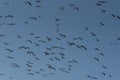 Azure Symphony: Majestic Flamingo Flight Royalty Free Stock Photo