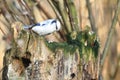 Azure tit